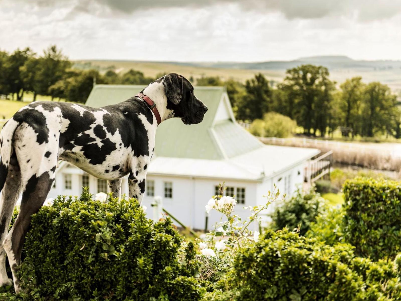 Oaklands Farm Stay Van Reenen Dış mekan fotoğraf