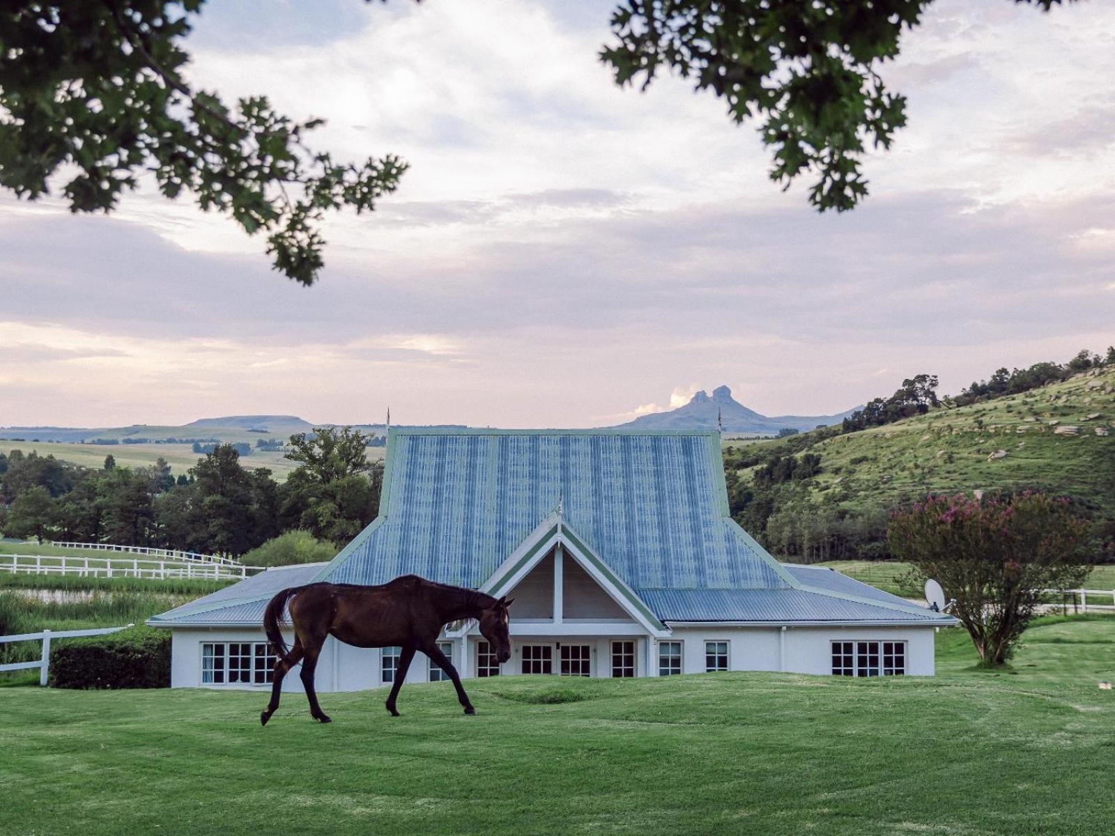 Oaklands Farm Stay Van Reenen Dış mekan fotoğraf